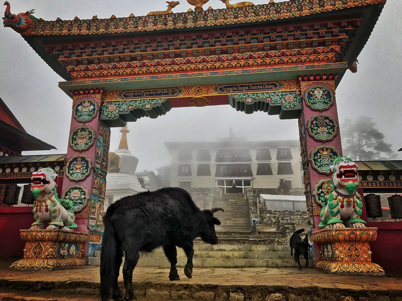 A yak in front of the ornate red gate of Tengboche Monastery in mist