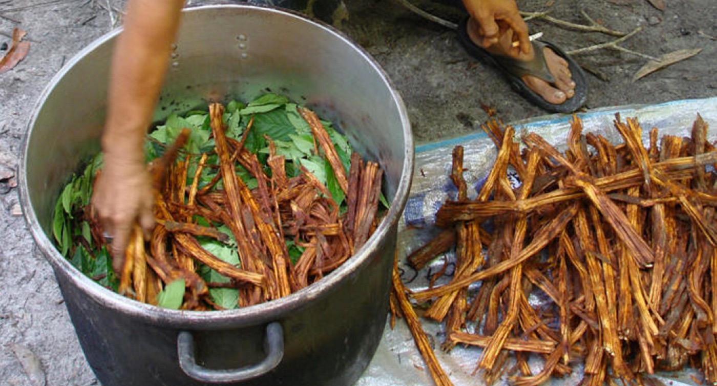 A hand stirring leaves in a large cooking pot beside a pile of cut ayahuasca vine